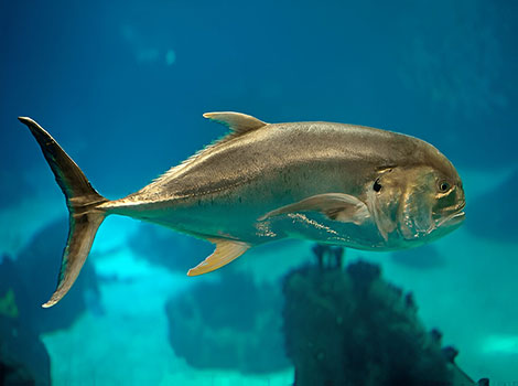 Jack Crevalle deep body and black fin edges
