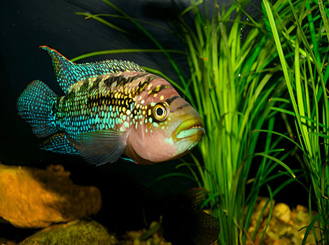 Jack Dempsey cichlid with iridescent scales