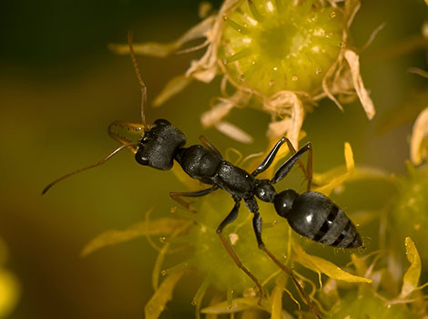 Jack jumper ant with powerful mandibles and black body