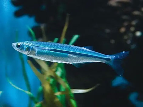 Jack silverside fish in a large school