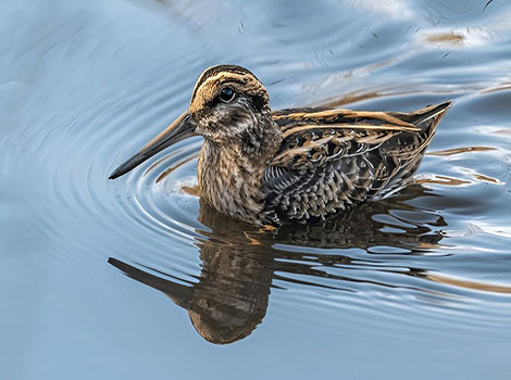 Jack Snipe small brown wading bird with long bill