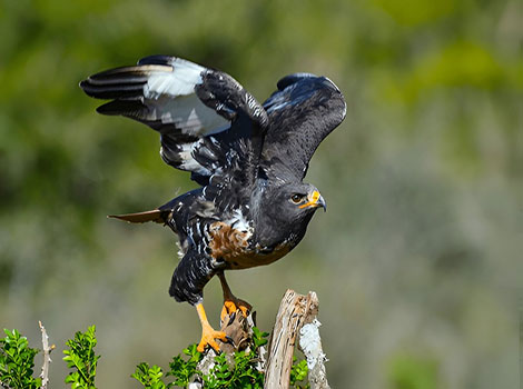 Jackal Buzzard majestic raptor with dark plumage and white patches
