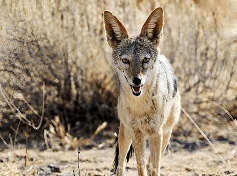 Jackal scanning the savanna for prey