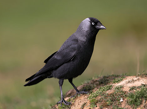Jackdaw black crown and pale grey body