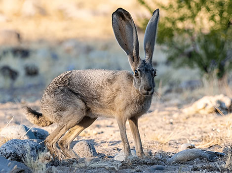 Jackrabbit large ears and powerful hind legs in desert