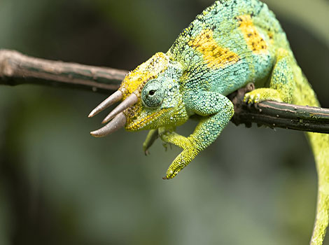 Jackson's chameleon bright green body and three horns