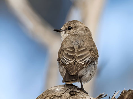 Jacky winter bird with brownish plumage