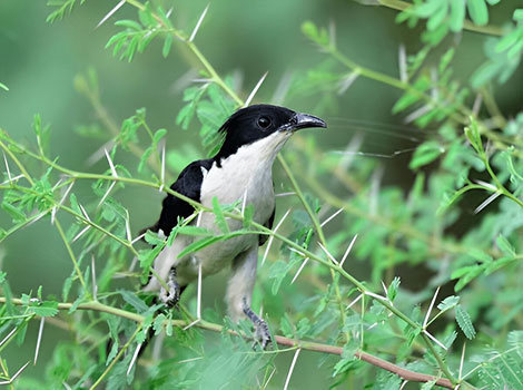 Jacobin Cuckoo sleek black-and-white bird with long tail