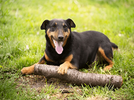 Jagdterrier displaying its agile hunting skills
