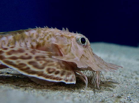 Jaggedhead gurnard with reddish patterns
