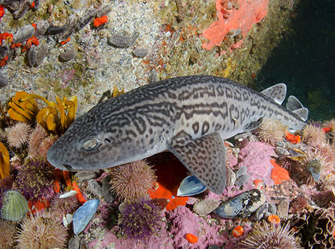 Jaguar catshark with spotted camouflage