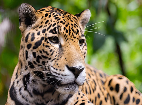 Jaguar golden coat with black rosettes