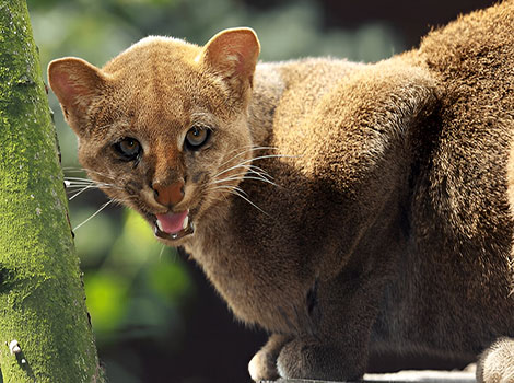 Jaguarundi stealthily moving through the underbrush