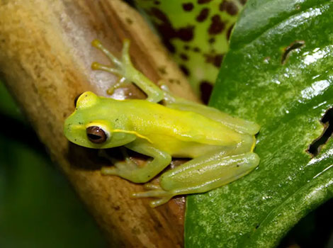 Jahn’s tree frog with green body and yellow markings