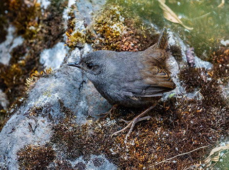 Jalca tapaculo hidden in shrubland