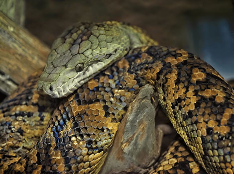 Jamaican boa golden-green coloration and black crossbars