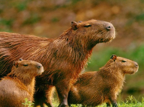 Jamaican Coney small rodent with whiskers and round ears