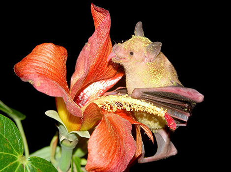 Jamaican Flower Bat golden-brown fur and delicate wings