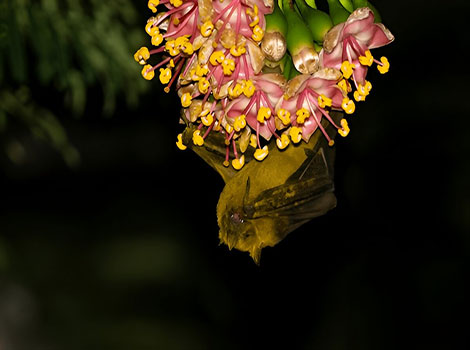 Jamaican Fruit Bat golden-yellow fur and large wings