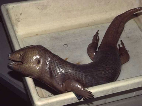 Jamaican Giant Galliwasp large Caribbean lizard with strong jaws
