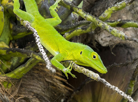 Jamaican Giant Gecko large arboreal lizard with turquoise hues