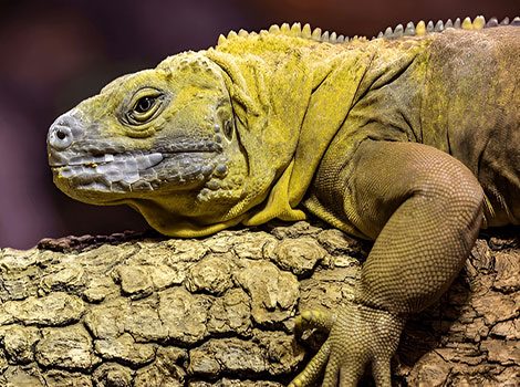 Jamaican iguana large size and spiny crest