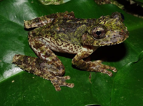 Jamaican laughing frog with vibrant yellow markings