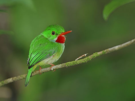 Jamaican tody perched on a tree