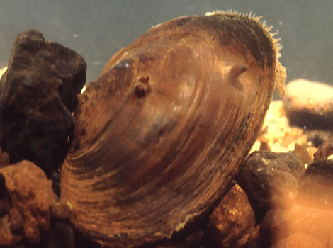 James river spinymussel in freshwater riverbed