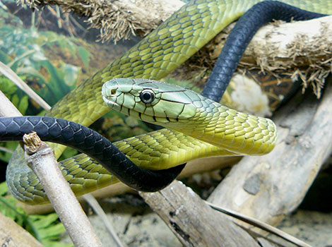 Jameson's Mamba sleek greenish-yellow venomous snake