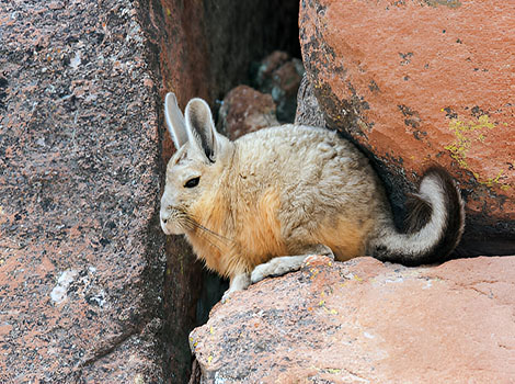 Jameson's Red Rock Hare reddish-brown fur and large ears