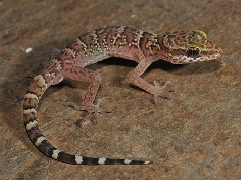 Jammu Bent-Toed Gecko small climber with specialized toe pads