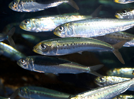 Japanese anchovy with silvery body