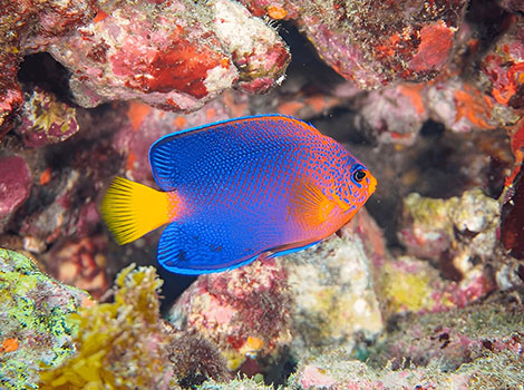 Japanese angelfish with vibrant colors