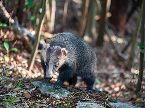 Japanese Badger black and white striped face