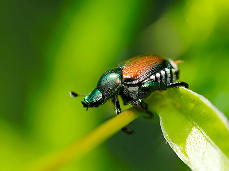Japanese beetle feeding on plant leaves