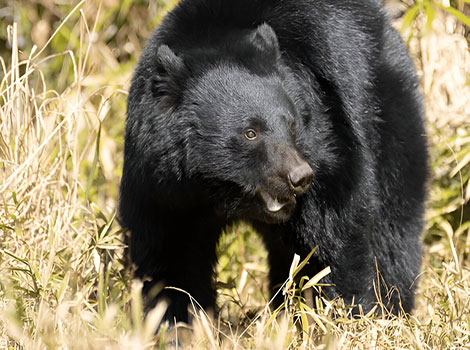 Japanese Black Bear dark fur and light chest patch