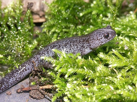 Japanese black salamander with glossy skin