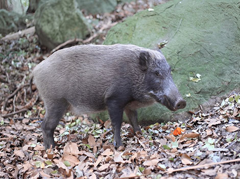 Japanese Boar dark fur and long tusks