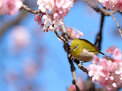 Japanese Bush Warbler small olive-green songbird