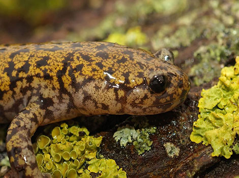 Japanese clawed salamander with claw-like projections