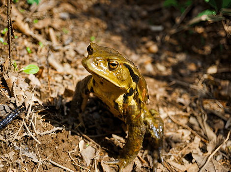Japanese common toad with rough, brown skin