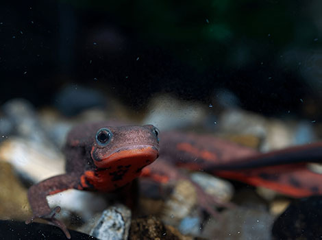 Japanese fire belly newt with red and black markings
