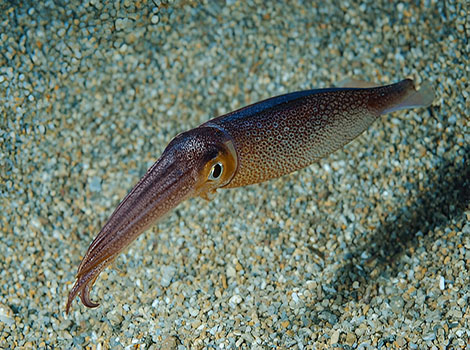 Japanese flying squid mid-air above ocean surface