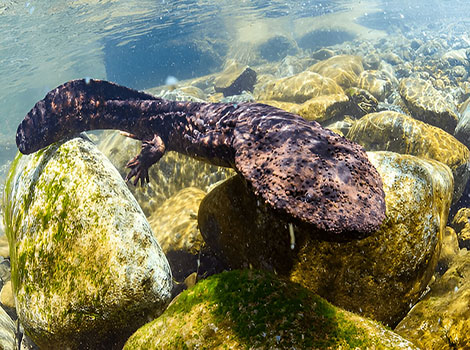 Japanese giant salamander with wrinkled skin
