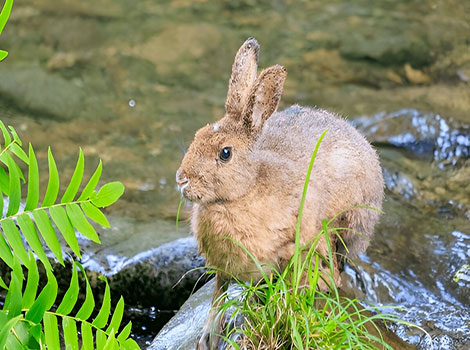 Japanese Hare long ears and brown fur