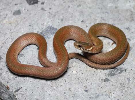 Japanese Keelback non-venomous snake found near water