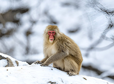 Japanese macaque soaking in a hot spring