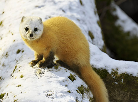 Japanese Marten brown fur and sleek body