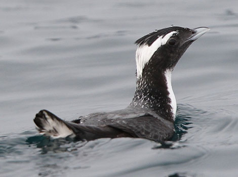 Japanese murrelet with black and white plumage